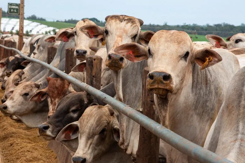 São Paulo cattle price reaches record nominal level