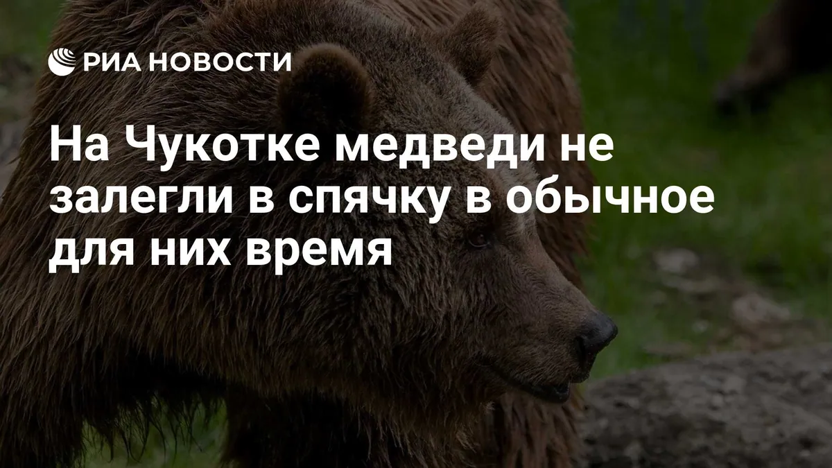 Prolonged thaw delays brown bears’ denning in Chukotka