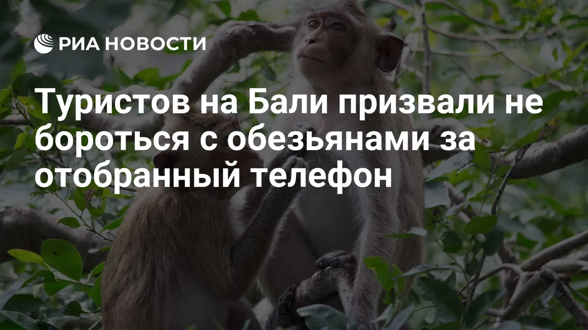 Bali primate researcher warns against taking stolen belongings back from macaques