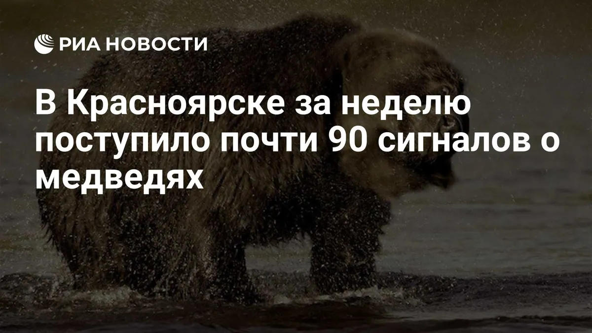 Krasnoyarsk receives 88 bear reports in a week