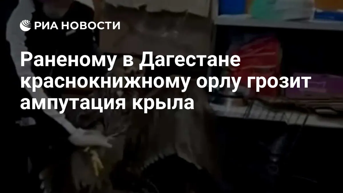 Rescued Dagestan eagle may need wing amputation