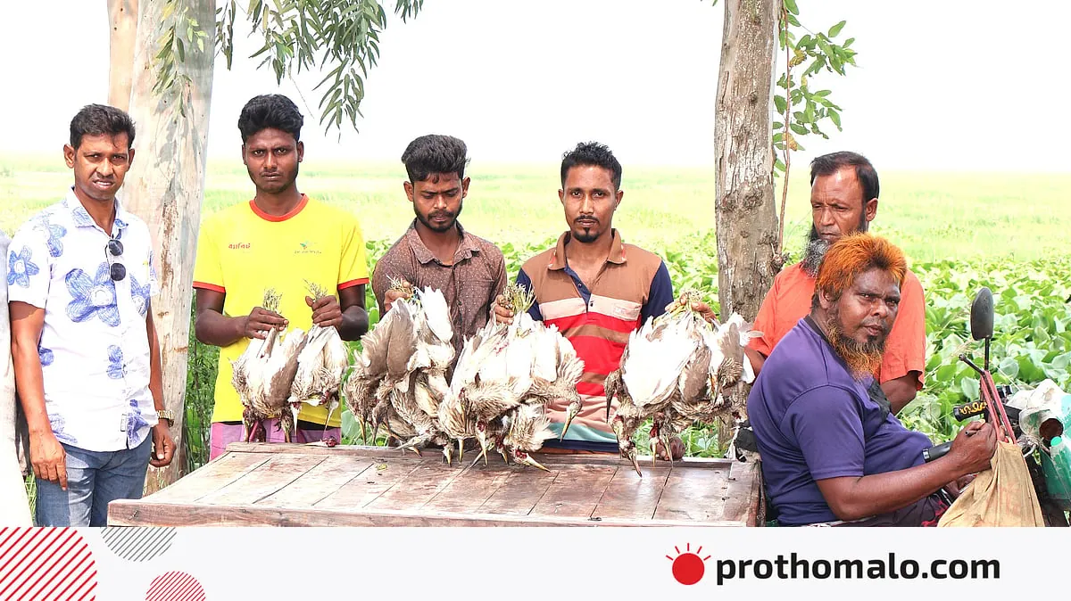 Three bird poachers jailed for two months in Bangladesh after 50 egrets found
