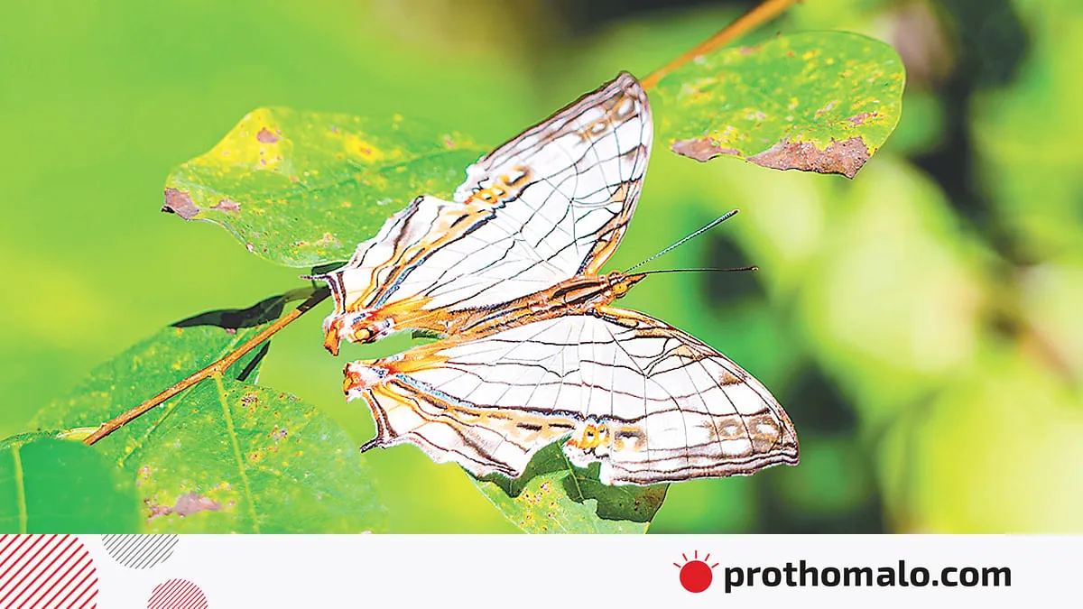 After years of searching, researcher photographs rare butterfly in Bangladesh