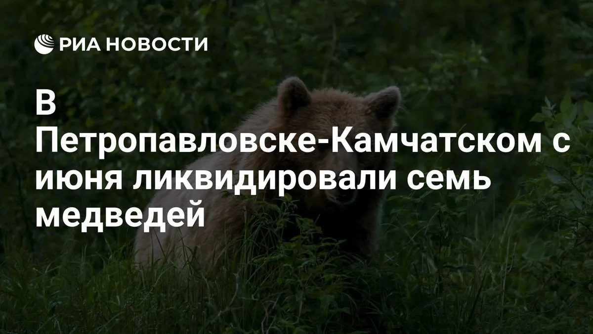 Petropavlovsk reports 100 bear sightings since season began
