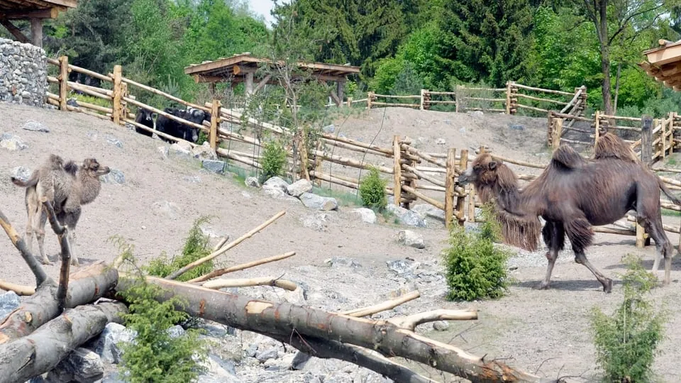 Zurich Zoo to replace camels with endangered golden takins