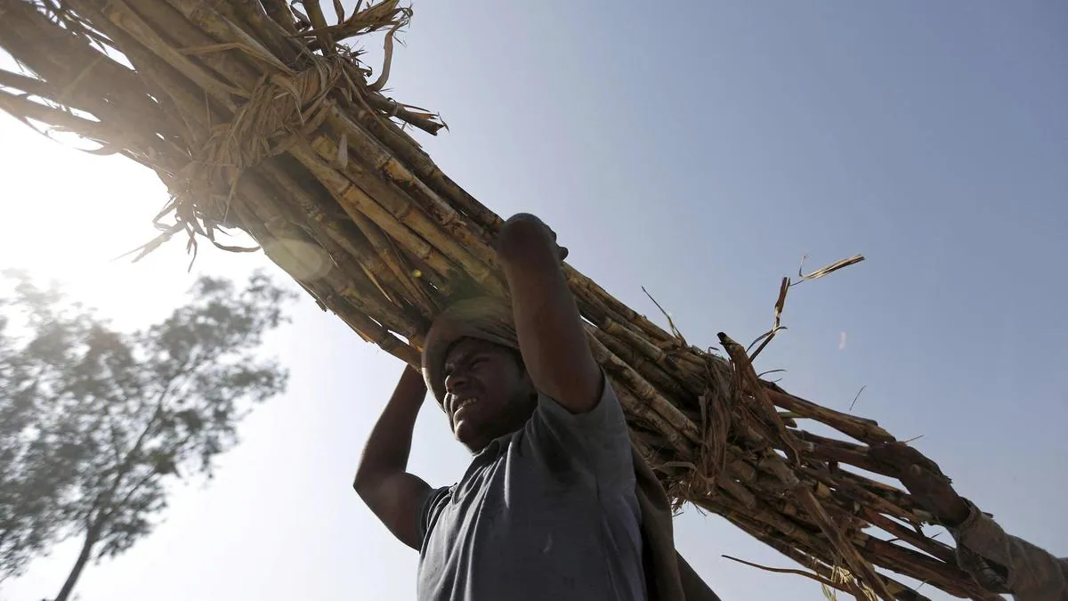 Uttar Pradesh approves four new sugarcane varieties