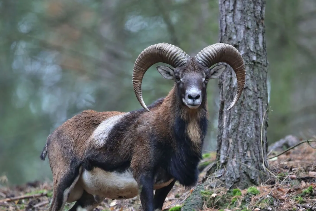 Introduced mouflon threaten endemic plants in Tenerife’s Teide National Park