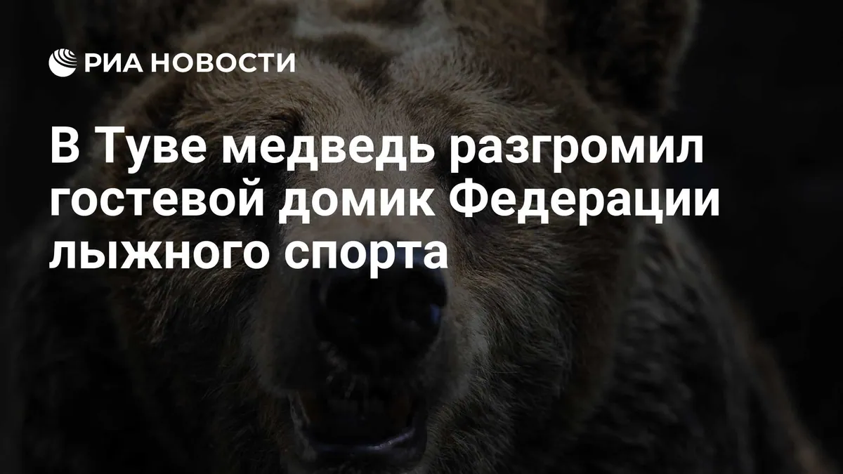 Bear ransacks ski federation guest cabin in Tuva
