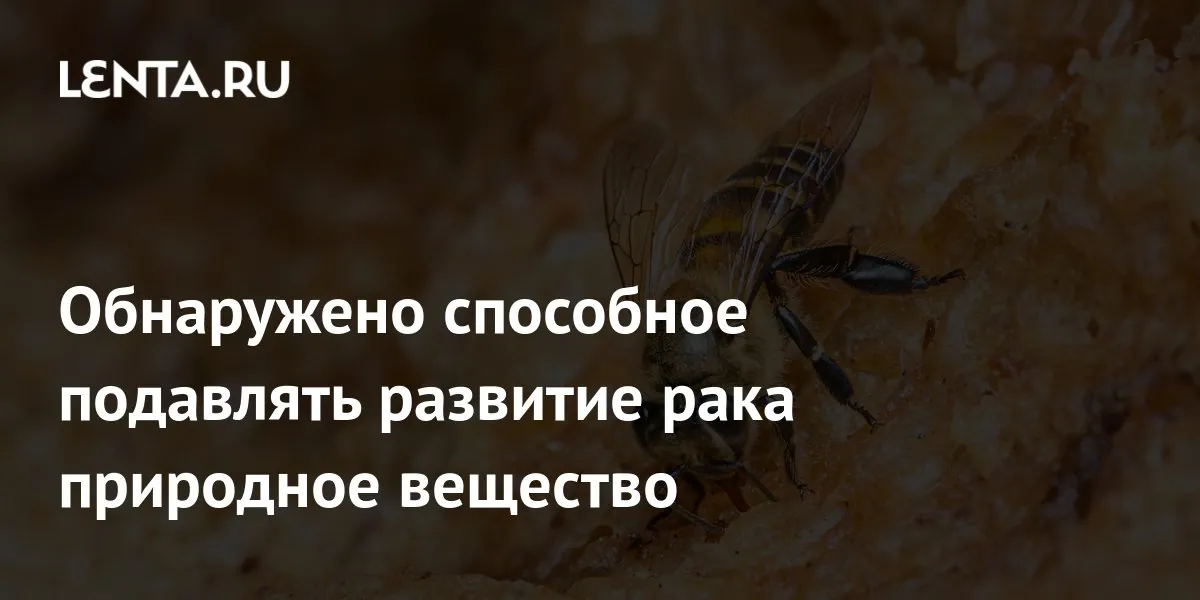 Propolis compound slowed colorectal tumour growth in mice