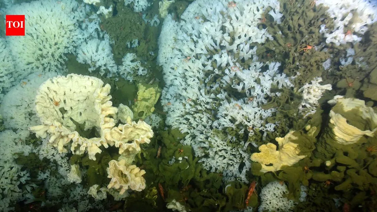 Ancient glass sponge reefs survive off Canada’s Pacific coast