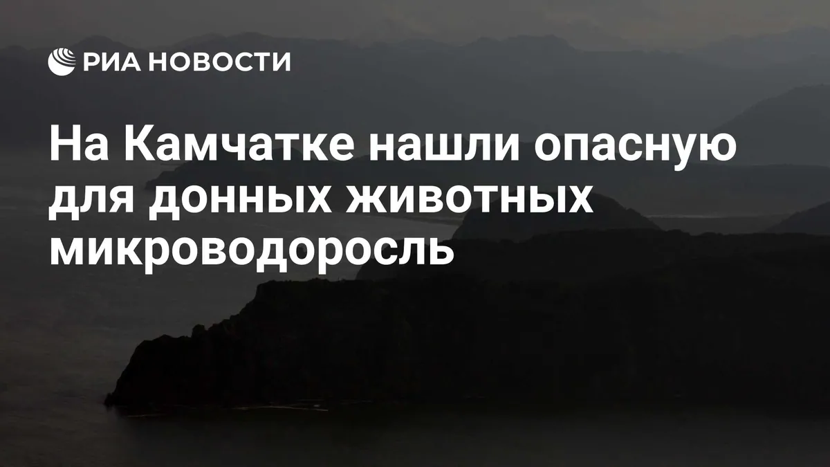 В Авачинской губе впервые выявили два вида Karenia