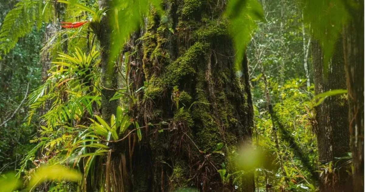 Australian former cane field becomes rainforest after decade of restoration