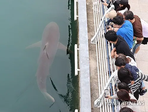 More than one million visit shark stranded in Busan canal