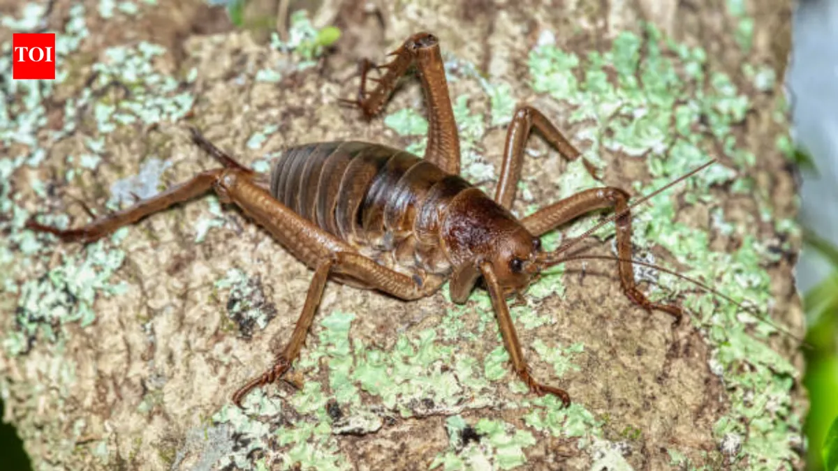 New Zealand restores populations of its largest giant wētā