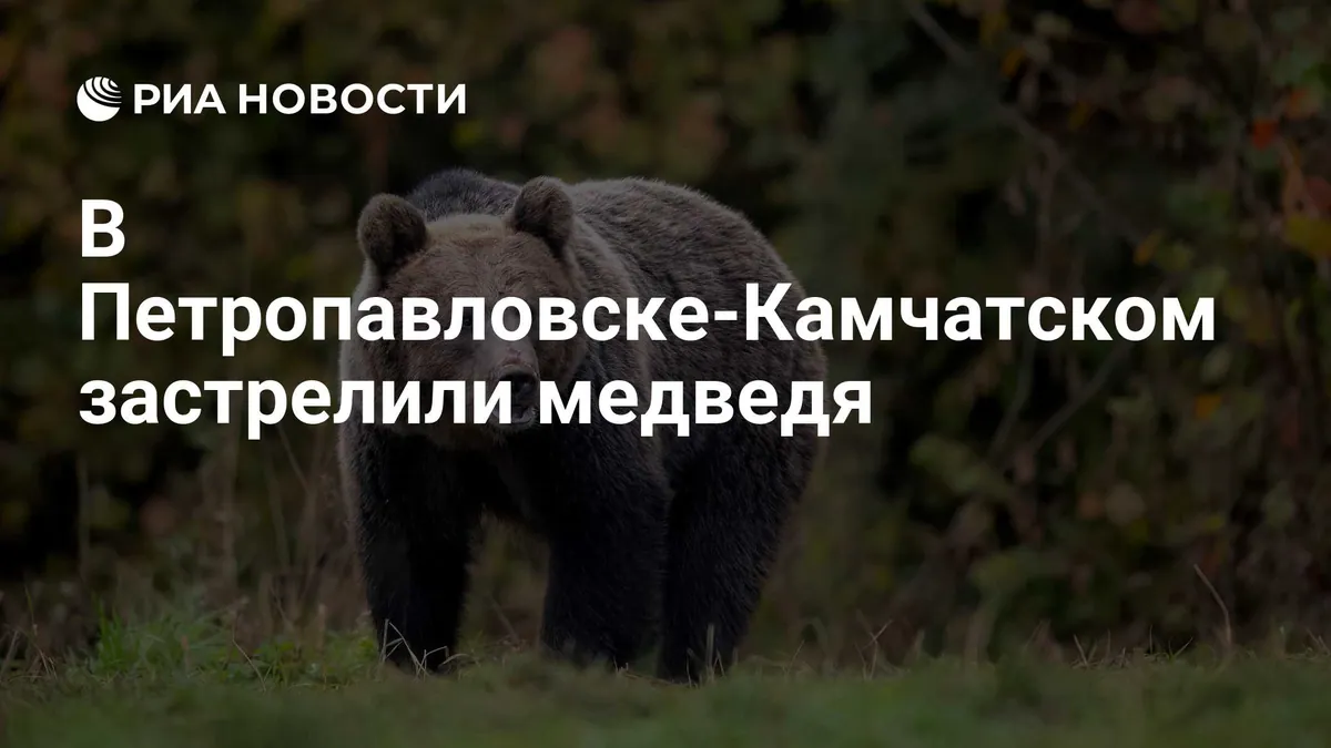Petropavlovsk-Kamchatsky cemetery reopens after bear is shot