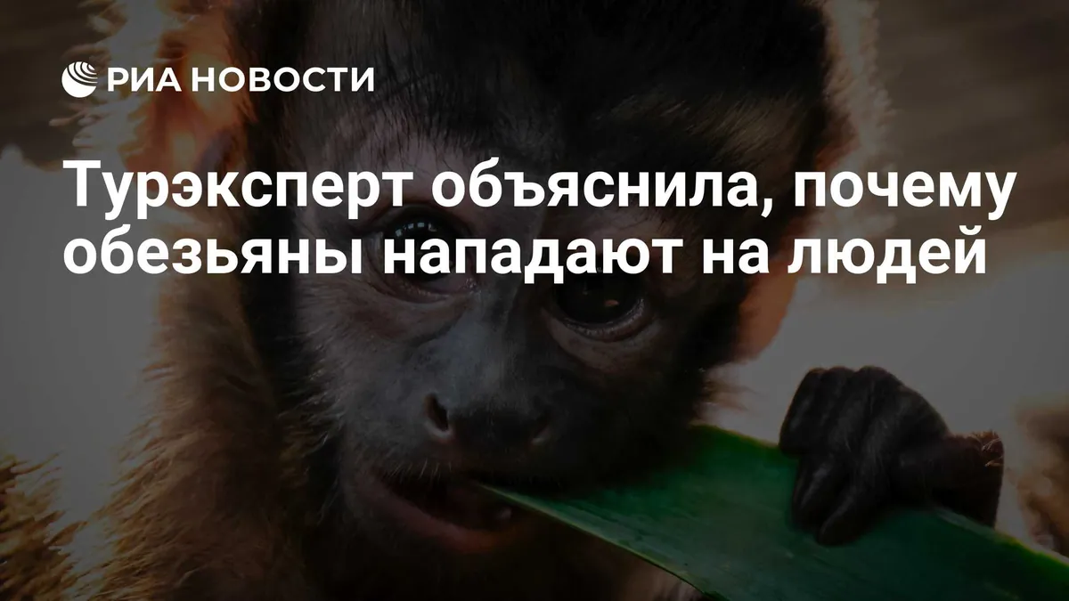 Travel expert explains how to reduce risks around monkeys