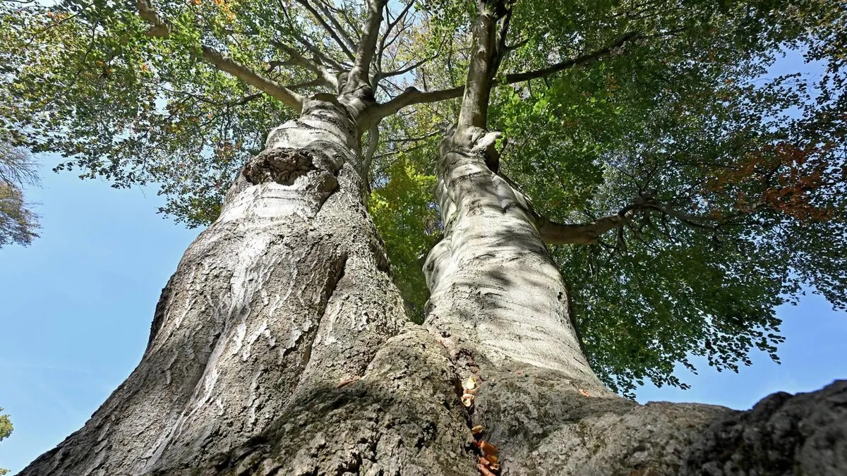 Damaged beech near Sanssouci’s Great Fountain to be removed