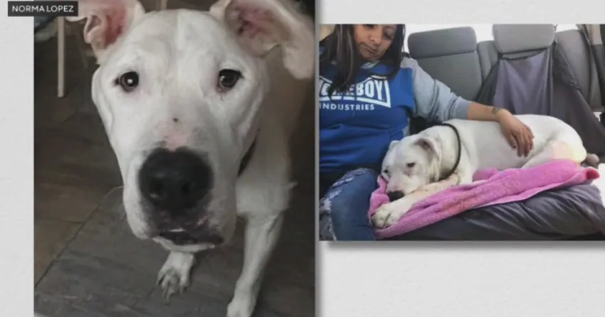 LAPD reviews dog encounter tactics after CBS investigation