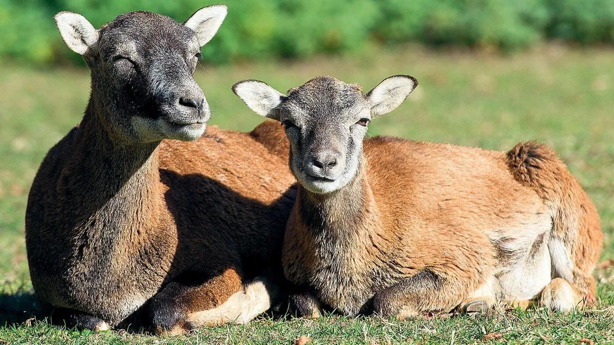 Only four mouflons were shot in Brandenburg last year, in a sharp sign of the species’ decline