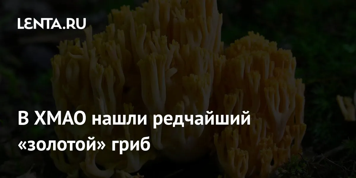 В ХМАО впервые обнаружили редкую рамарию золотистую