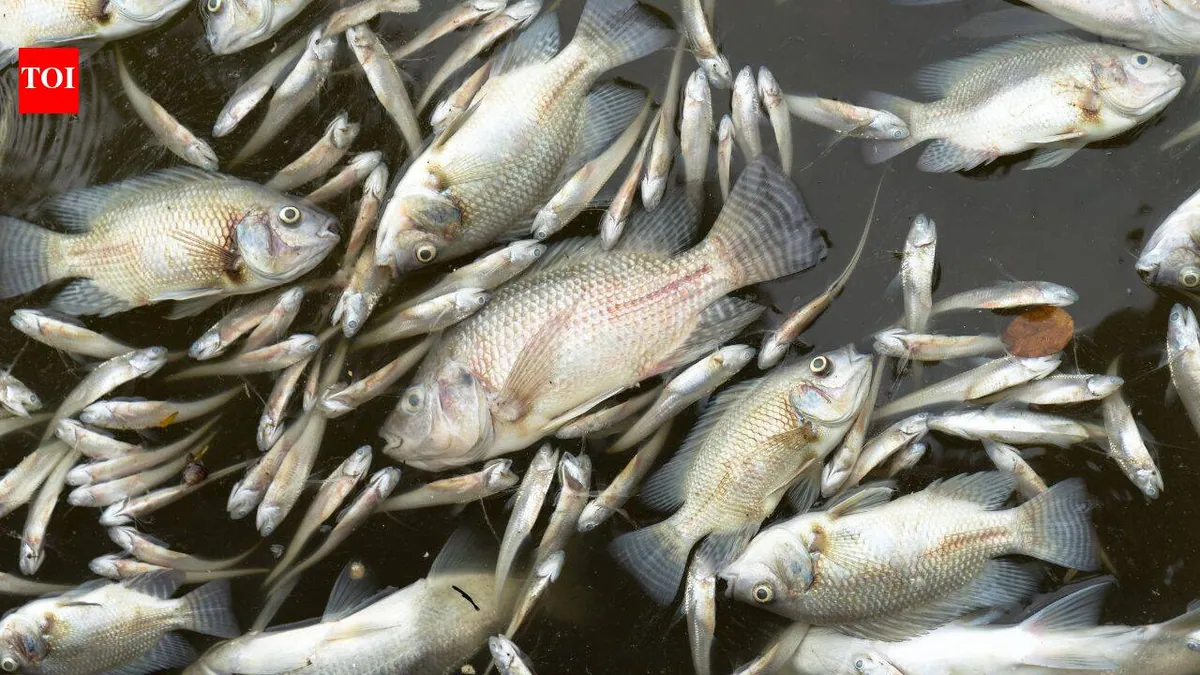 Nearly 11,000 fish die after manure lagoon overflow at Maryland dairy farm