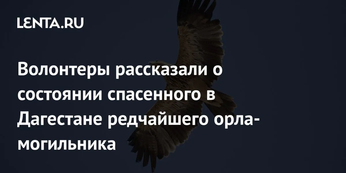 Rescued imperial eagle faces lengthy rehabilitation in Dagestan