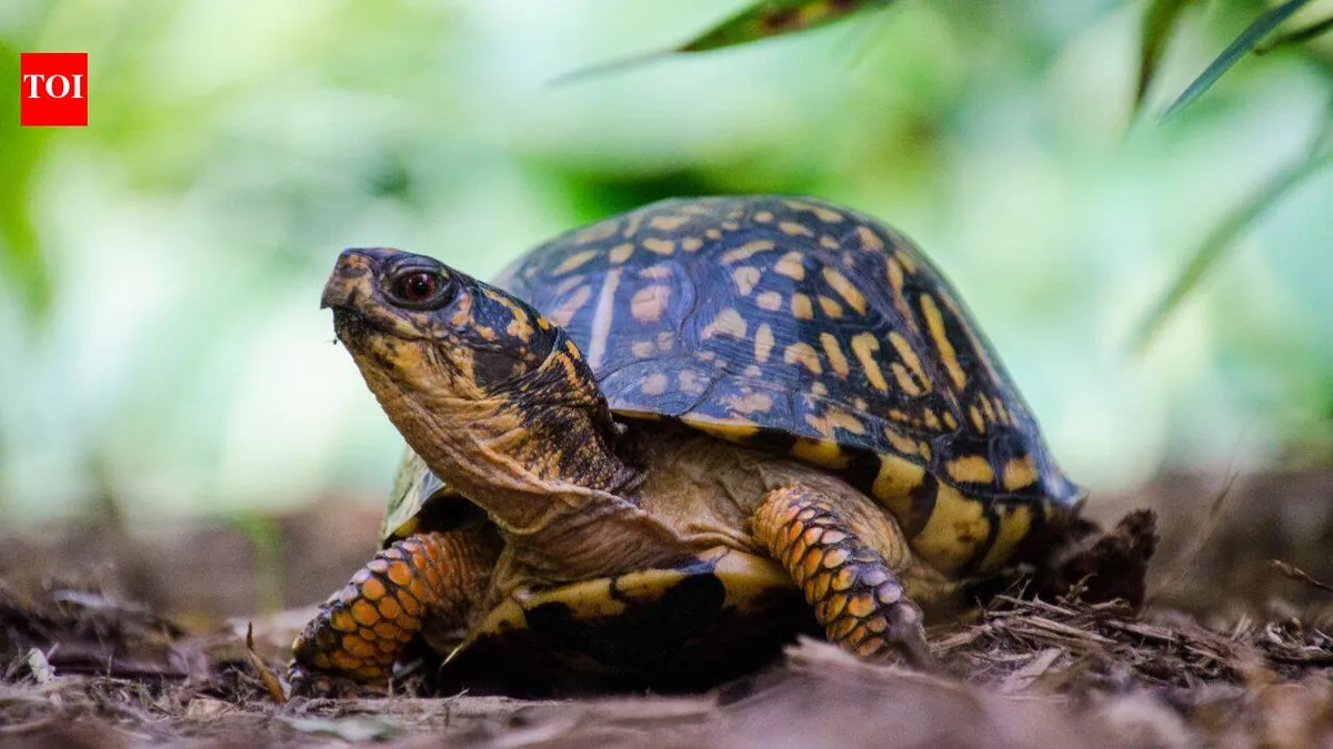 New Jersey centre prepares winter shelters for 219 box turtles