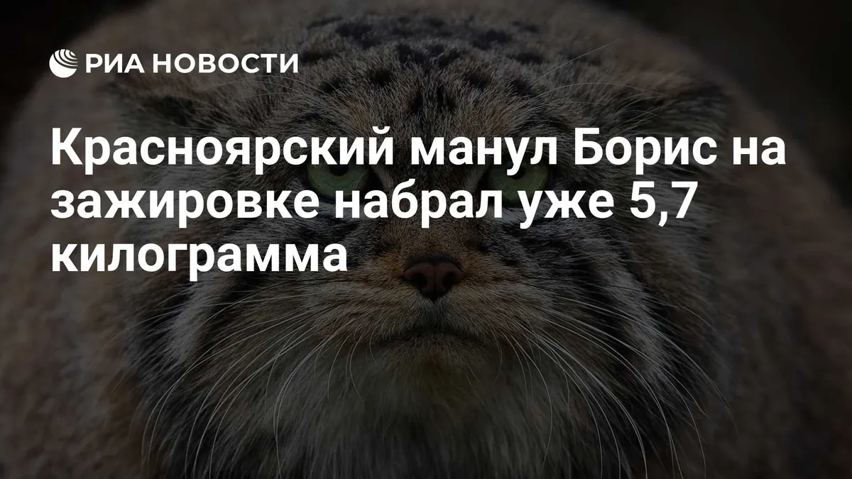 Pallas's cat Boris reaches 5.7 kilograms ahead of winter
