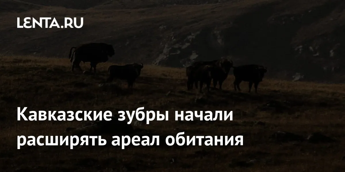 Кавказский заповедник сообщил о зубрах за пределами привычного ареала