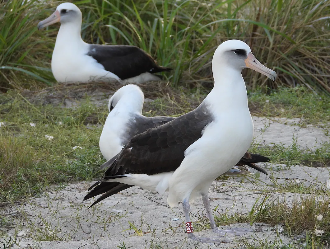 Wisdom, the albatross banded in 1956, returns to Midway