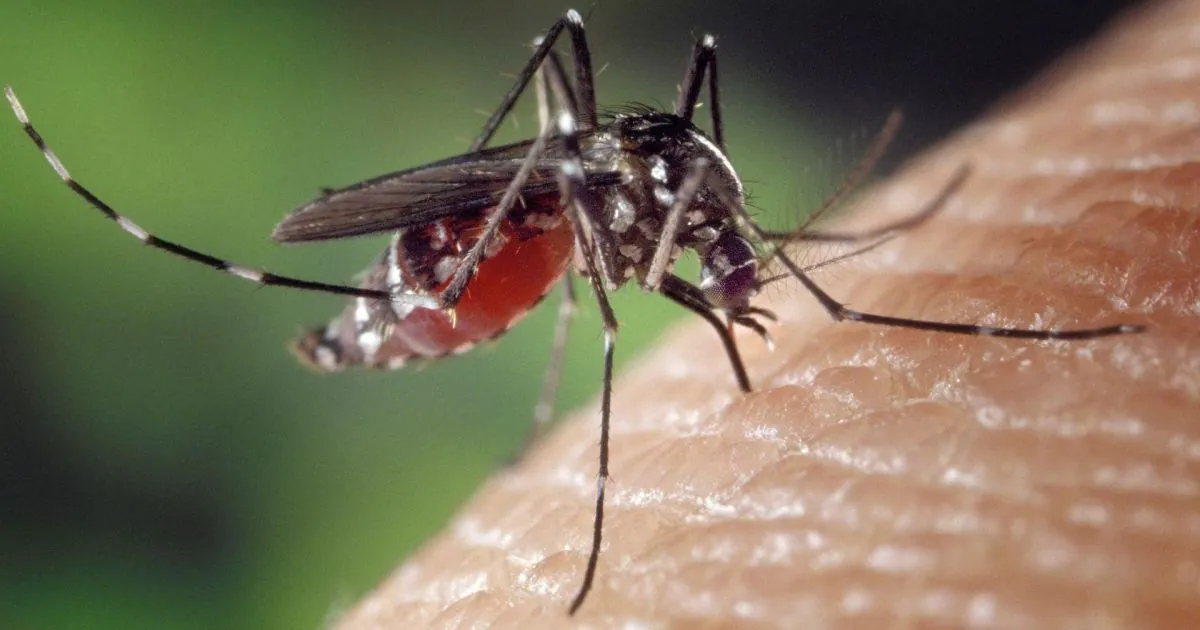 Nearly half of Brazilian municipalities surveyed face Aedes aegypti alert or risk