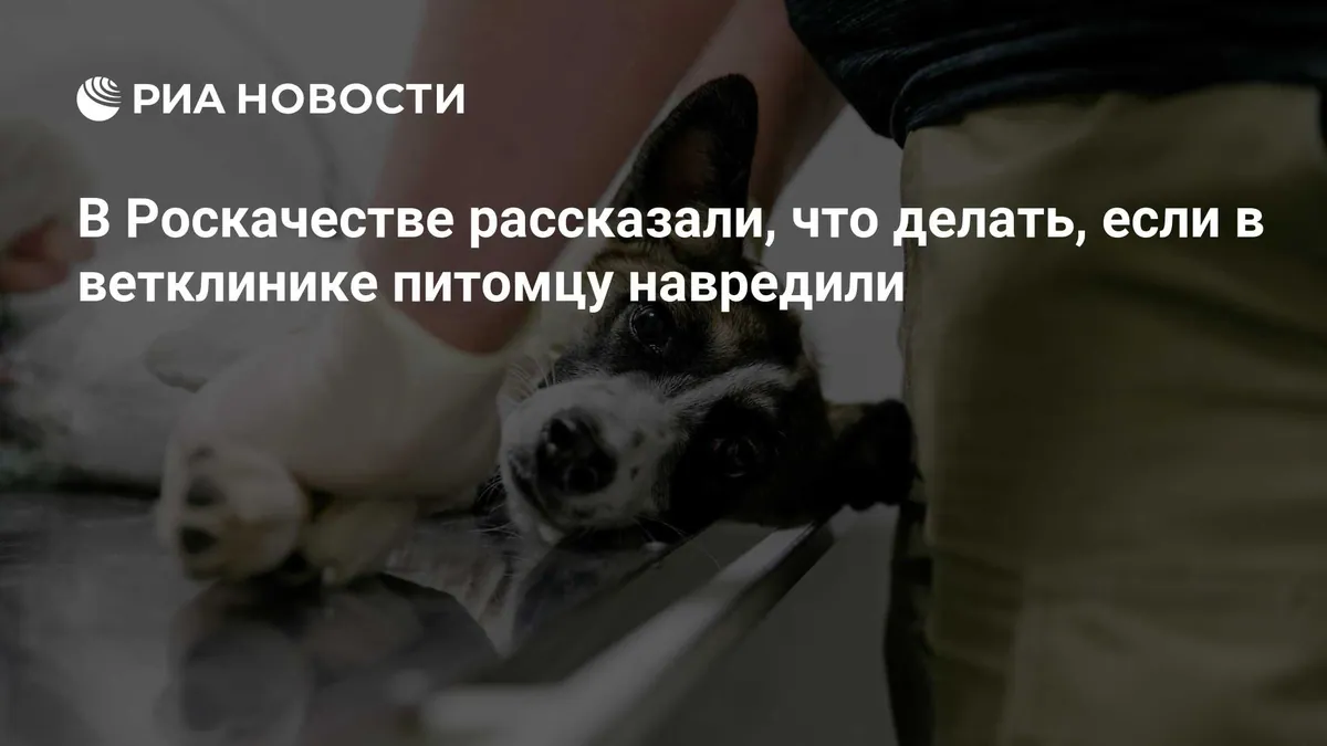 Roskachestvo outlines claims process after harmful veterinary treatment