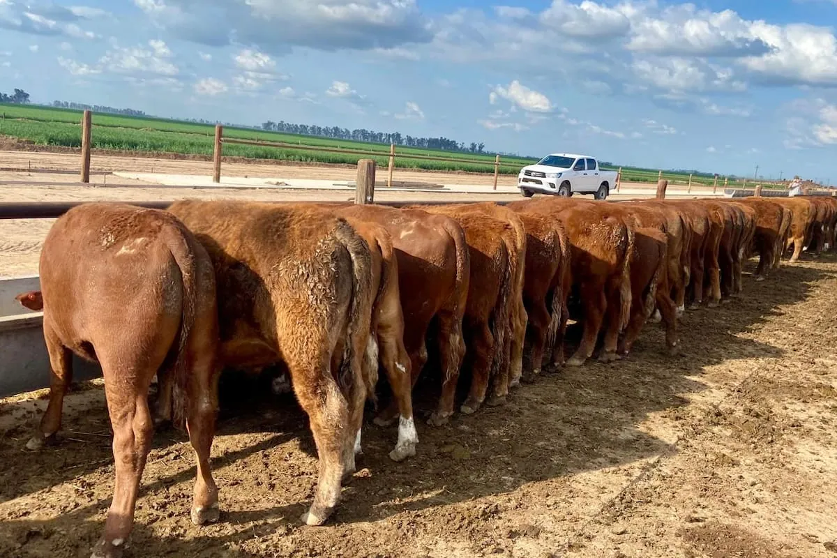 Argentine feedlot group disputes claims linking soil study to beef safety