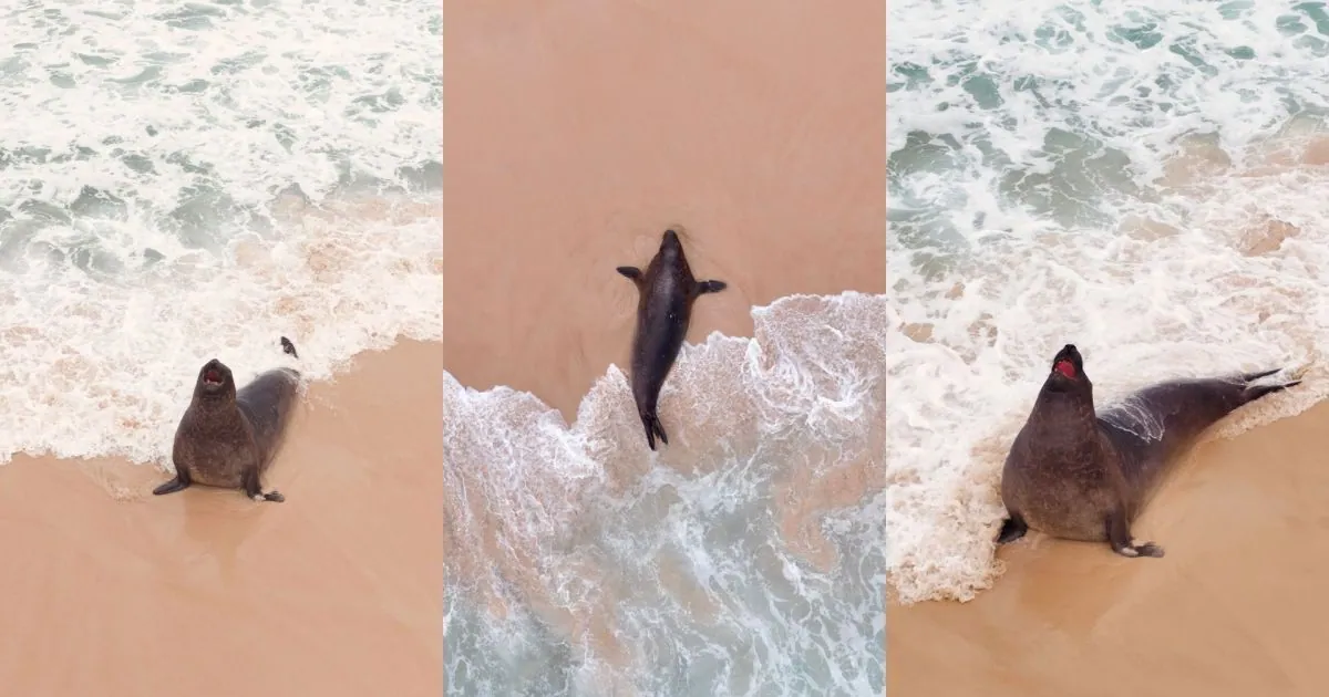 Elephant seal appears on beaches in southern Rio de Janeiro