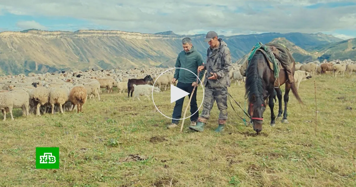Rains and mudslides disrupt sheep migration in Dagestan