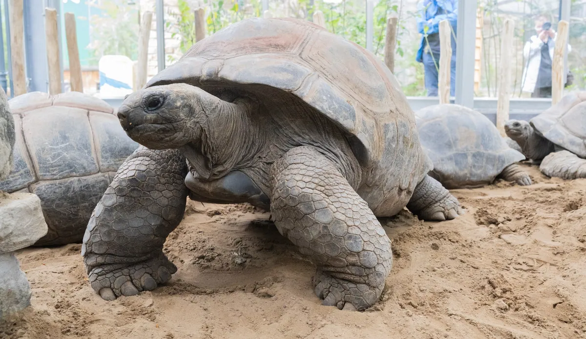 Jonathan the tortoise's genome may hold clues to longevity