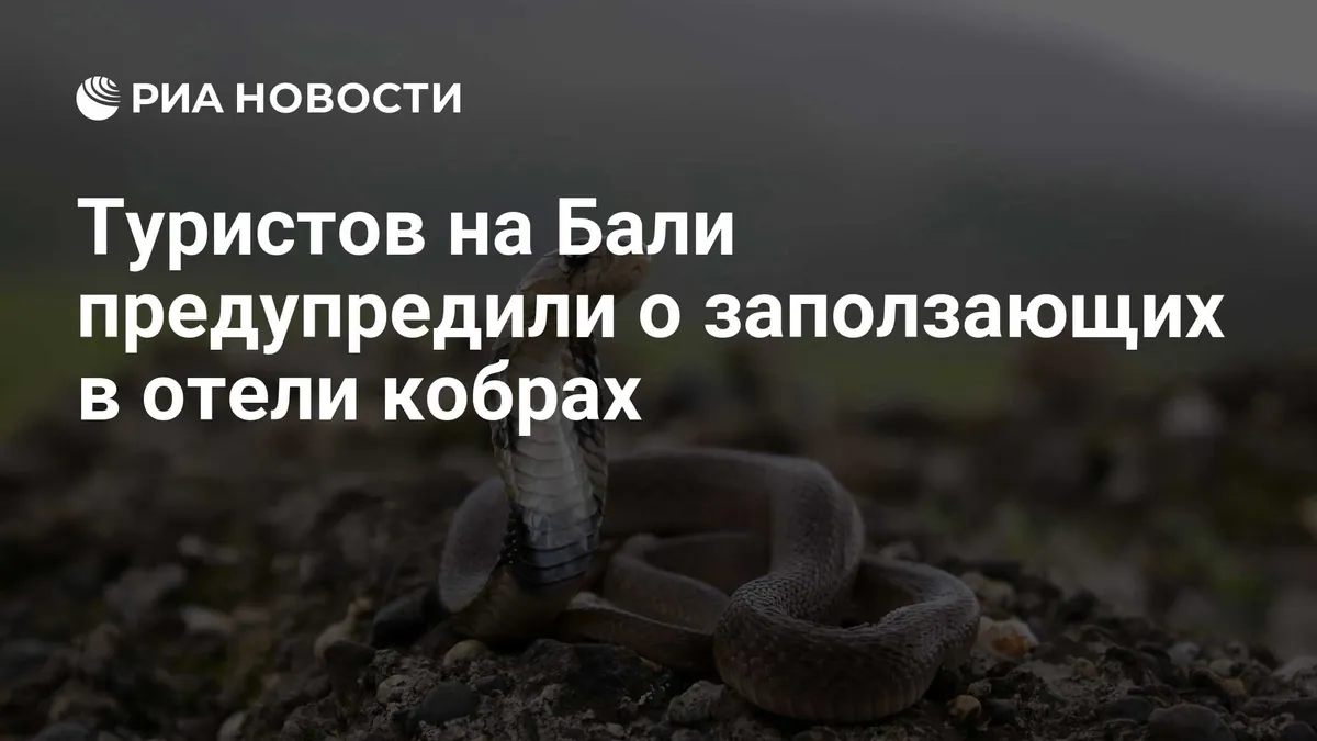 На Бали кобры в сезон дождей могут проникать в отели и виллы