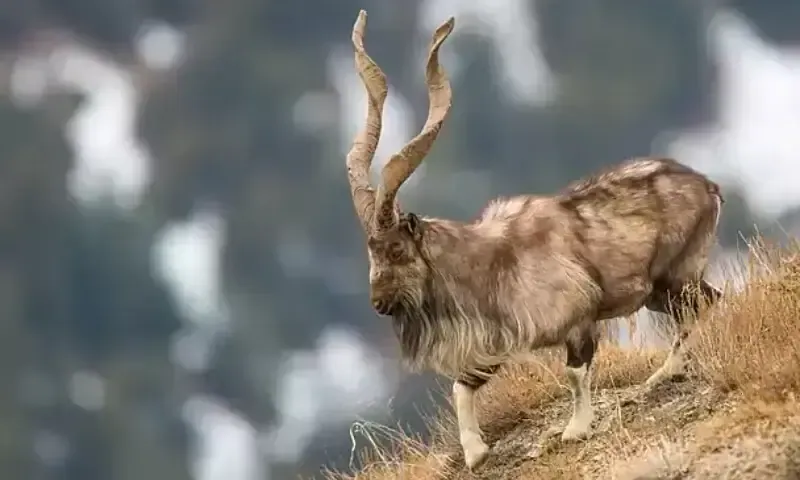 Pakistan wildlife department reports $1.21 million markhor permit auction