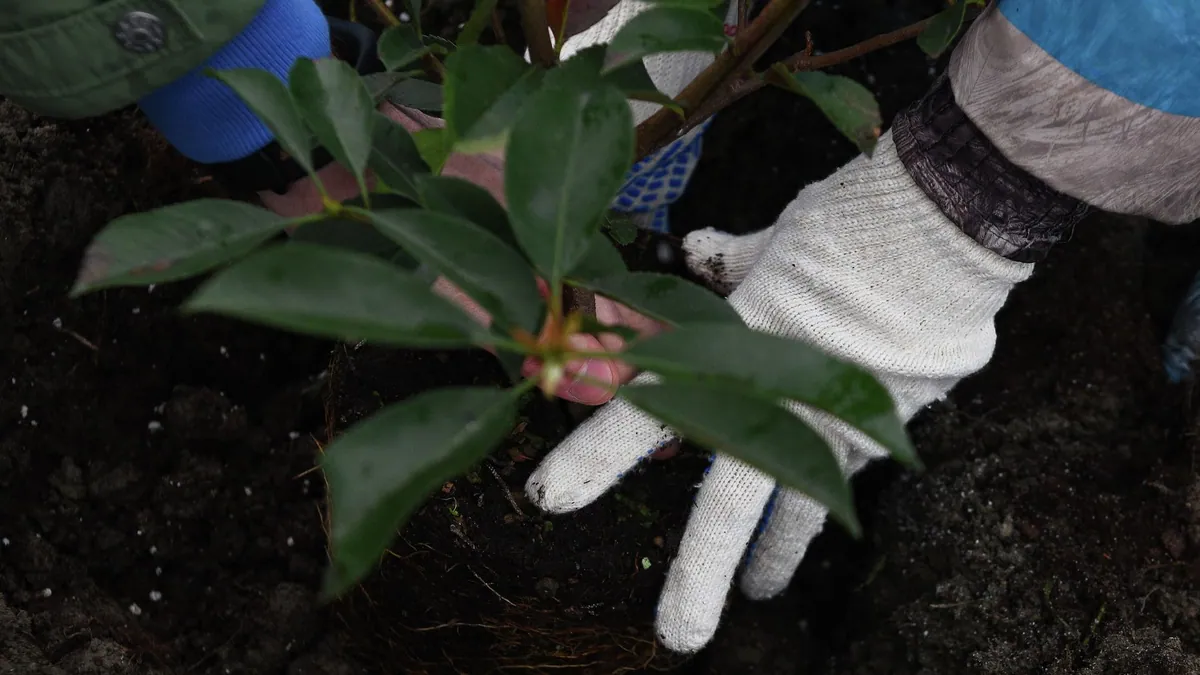 Rostov-on-Don plants nearly 10,000 trees and shrubs