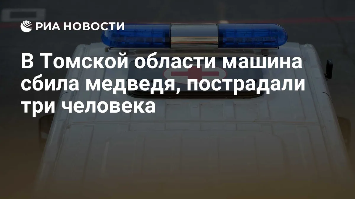 Three hospitalised after Ford hits bear in Russia’s Tomsk region