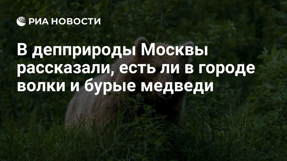В Москве не выявили постоянных популяций волков и медведей