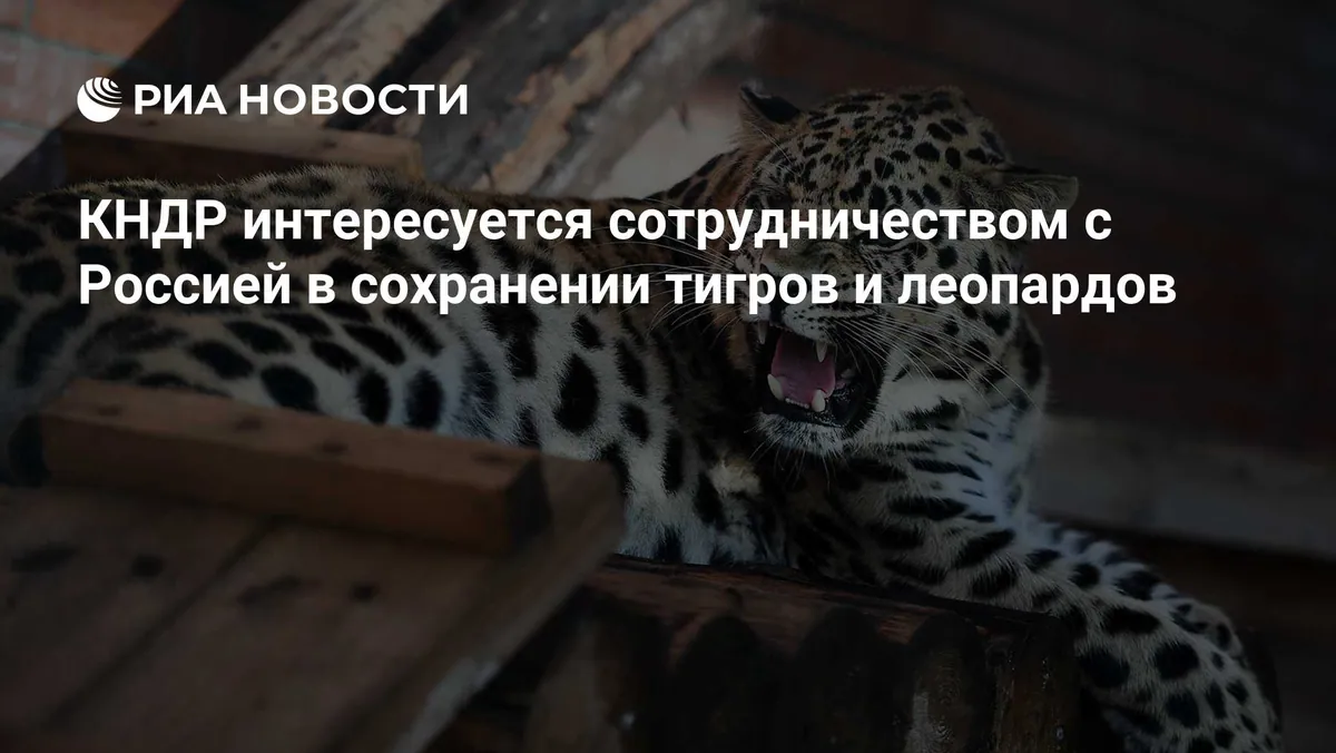 North Korean experts discuss tiger and leopard research with Russia