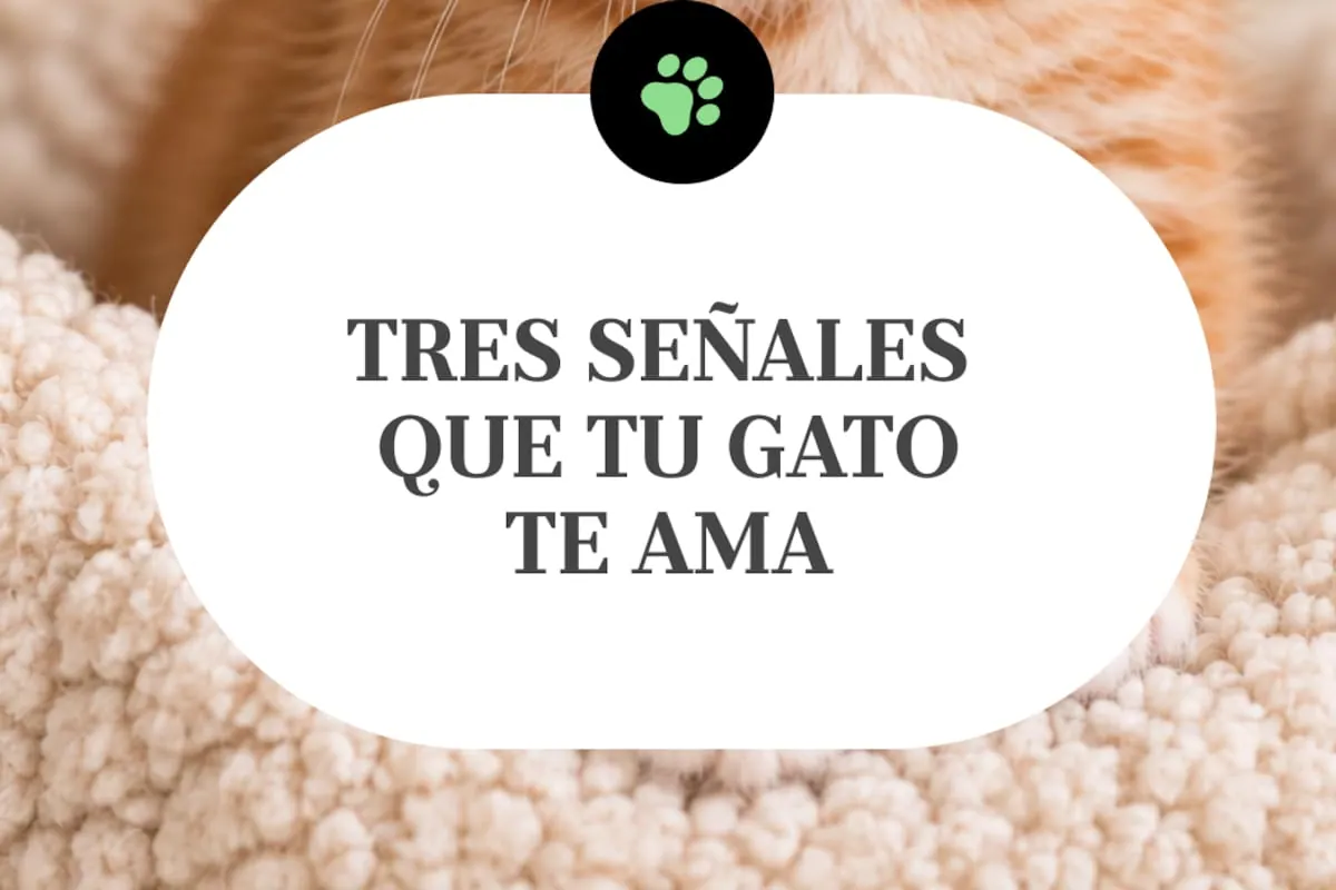 How cats show affection when left alone