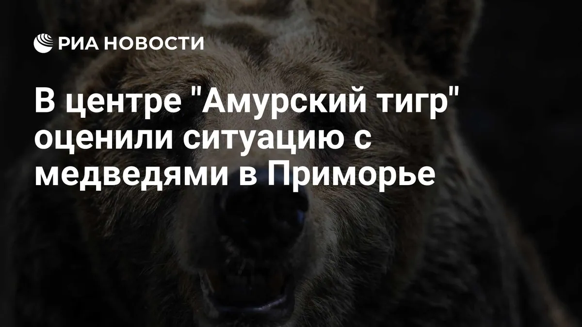 Bear attacks have declined in Russia’s Primorye region, officials say