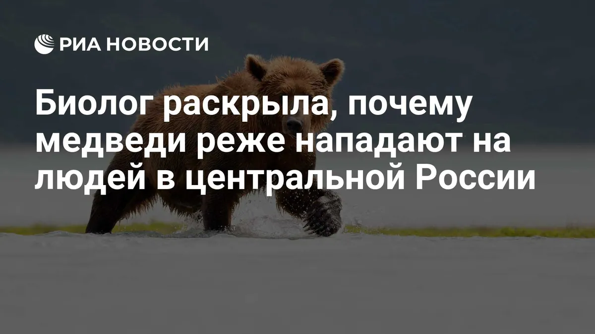 Зоолог назвала регионы Центральной России, где выше риск встречи с медведем